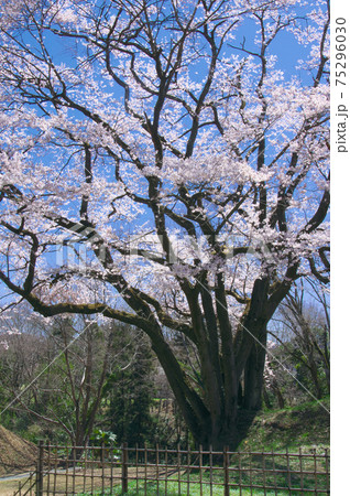 一本桜 - 氏邦桜（鉢形城の桜 エドヒガン） 75296030