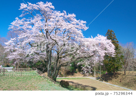 一本桜 - 氏邦桜(鉢形城の桜 エドヒガン) 一本桜 - 氏邦桜(鉢形城の桜 エドヒガン) 75296344