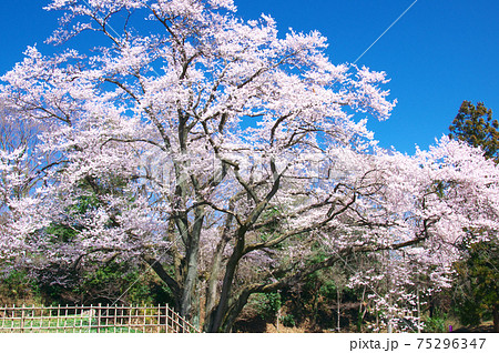 一本桜 - 氏邦桜（鉢形城の桜 エドヒガン） 75296347