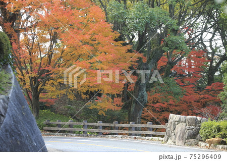 大牟田市 延命公園 紅葉 の写真素材