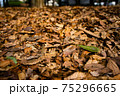 落ち葉 75296665