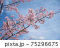 河津桜 75296675