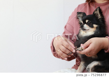 爪切りをするチワワ 犬の写真素材