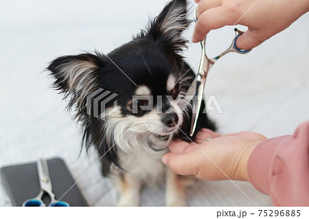 トリミングをするチワワ 犬 トリミングをするチワワ 犬 75296885