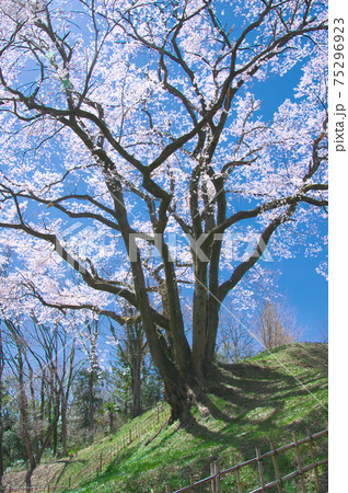 一本桜 - 氏邦桜(鉢形城の桜 エドヒガン) 一本桜 - 氏邦桜(鉢形城の桜 エドヒガン) 75296923