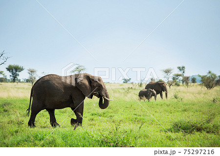 アフリカ　野生のゾウ 75297216