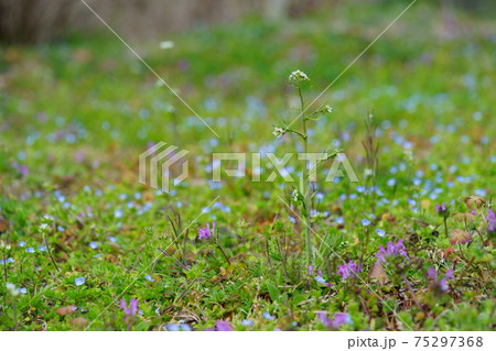葉の野草・オオイヌノフグリ・ホトケノザ・ナズナ7 75297368