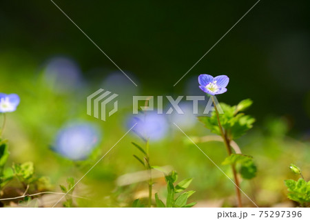 葉の野草・オオイヌノフグリ接写7 葉の野草・オオイヌノフグリ接写7 75297396