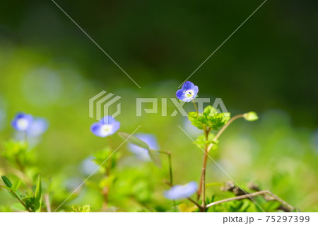 葉の野草・オオイヌノフグリ接写12 75297399