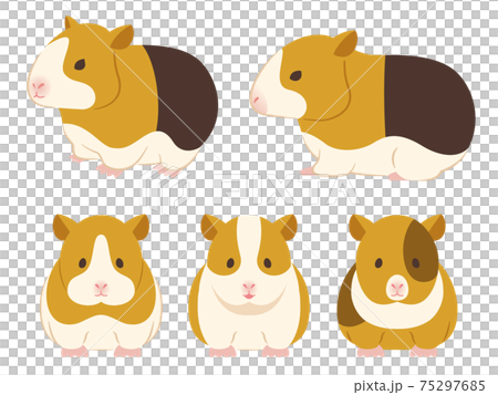 モルモットのイラスト 75297685