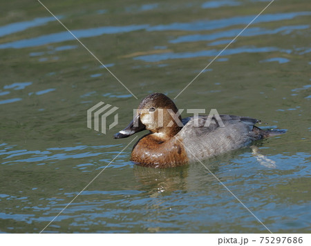 ホシハジロの雌 75297686