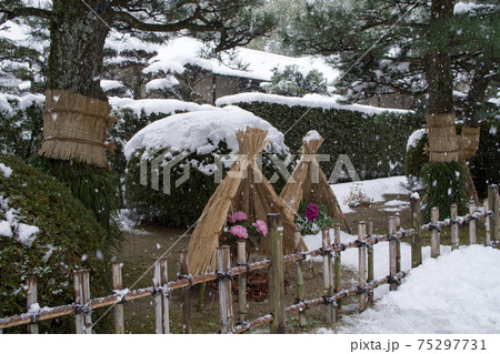 広島縮景園の菰をかぶせた雪中の牡丹 75297731