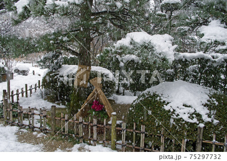 広島縮景園の菰をかぶせた雪中の牡丹 75297732