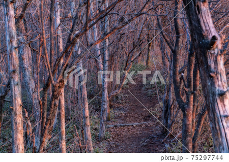 哀愁漂う山道 哀愁漂う山道 75297744