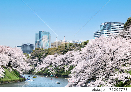 東京都 千鳥ヶ淵 満開の桜 東京都 千鳥ヶ淵 満開の桜 75297773