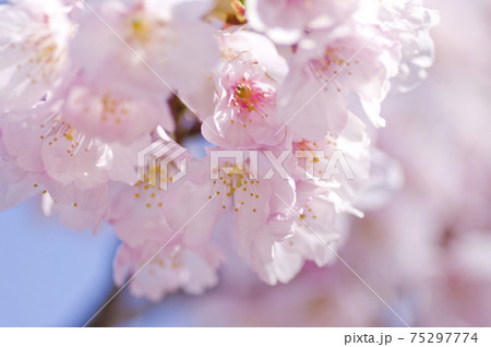 桜の花のクローズアップ写真です 桜の名前はオオカンザクラです の写真素材