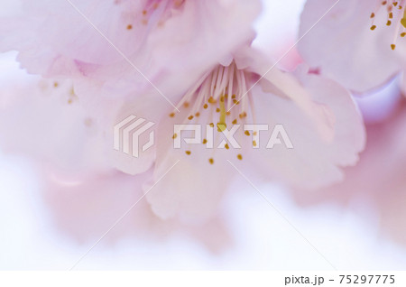 桜の花のクローズアップ写真です。桜の名前はオオカンザクラです。 桜の花のクローズアップ写真です。桜の名前はオオカンザクラです。 75297775