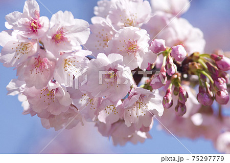 桜の花のクローズアップ写真です 桜の名前はオオカンザクラです の写真素材