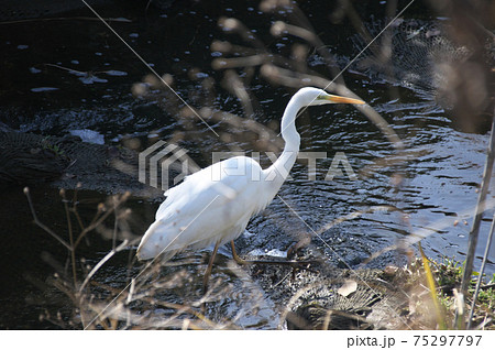 ダイサギ 75297797