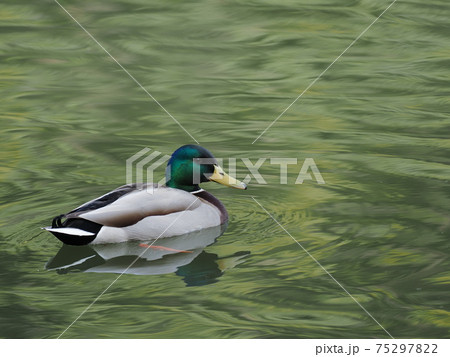 池のマガモの雄 75297822