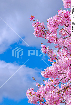 【初春・早咲き桜】河津桜 【初春・早咲き桜】河津桜 75298216