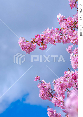 【初春・早咲き桜】河津桜 【初春・早咲き桜】河津桜 75298217