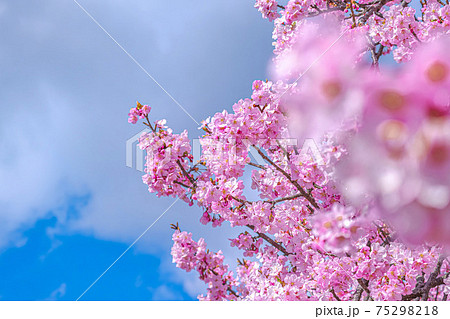 【初春・早咲き桜】河津桜 75298218