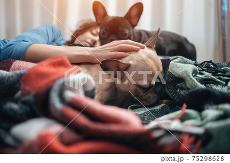 female and couple cute french bulldog dogs resting on bed with plaid at home female and couple cute french bulldog dogs resting on bed with plaid at home 75298628