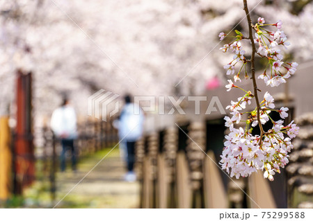 【山梨県】勝沼ぶどう郷の甚六桜 【山梨県】勝沼ぶどう郷の甚六桜 75299588