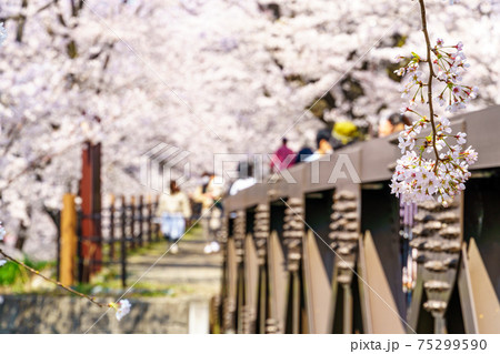 【山梨県】勝沼ぶどう郷の甚六桜	 75299590