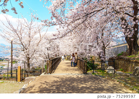 【山梨県】勝沼ぶどう郷の甚六桜	 75299597