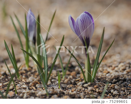 早春のクロッカス 75299601