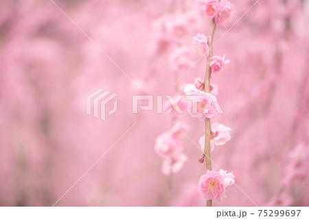 花・植物 枝垂れ梅 75299697