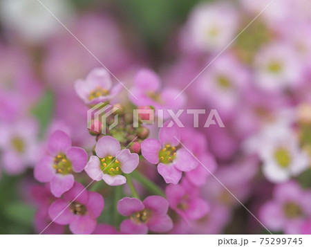 愛らしいスイートアリッサム 愛らしいスイートアリッサム 75299745