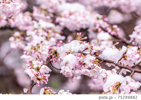 【山梨県】勝沼ぶどう郷 雪と桜 75299882
