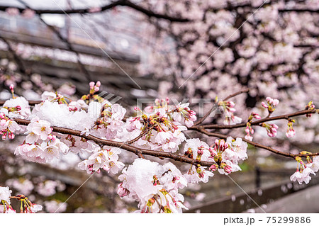 【山梨県】勝沼ぶどう郷 雪と桜 75299886