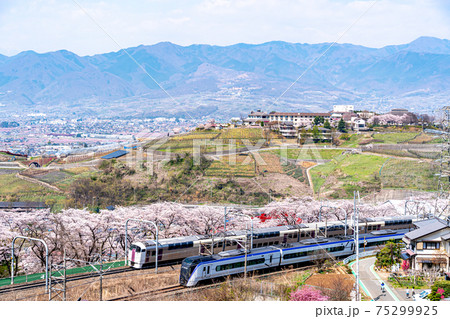 【山梨県】勝沼ぶどう郷の甚六桜 75299925