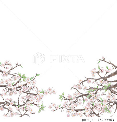 桜の背景イラスト3 白背景のイラスト素材
