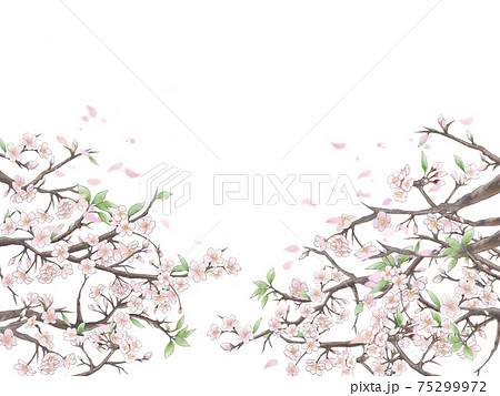 桜と花びらの背景イラスト1 白背景のイラスト素材
