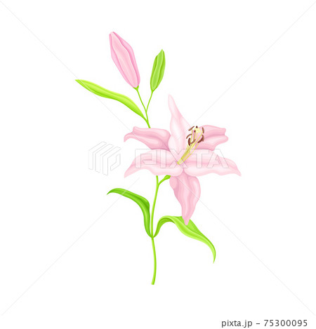 Violet Lily on Stalk as Herbaceous Flowering Plant with Large Prominent Flower with Stamens Vector Illustration 75300095