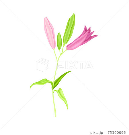 Violet Lily on Stalk as Herbaceous Flowering Plant with Large Prominent Flower with Stamens Vector Illustration Violet Lily on Stalk as Herbaceous Flowering Plant with Large Prominent Flower with Stamens Vector Illustration 75300096
