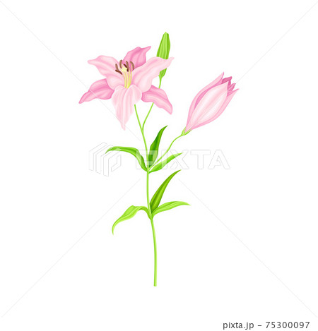 Violet Lily on Stalk as Herbaceous Flowering Plant with Large Prominent Flower with Stamens Vector Illustration Violet Lily on Stalk as Herbaceous Flowering Plant with Large Prominent Flower with Stamens Vector Illustration 75300097