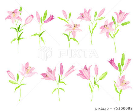Lily on Stalk as Herbaceous Flowering Plant with Large Prominent Flower with Stamens Vector Set Lily on Stalk as Herbaceous Flowering Plant with Large Prominent Flower with Stamens Vector Set 75300098