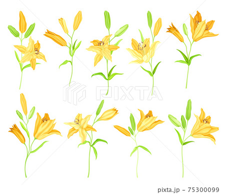 Lily on Stalk as Herbaceous Flowering Plant with Large Prominent Flower with Stamens Vector Set 75300099