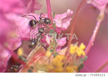 蟻に捕食される生まれたばかりのカメムシの写真素材