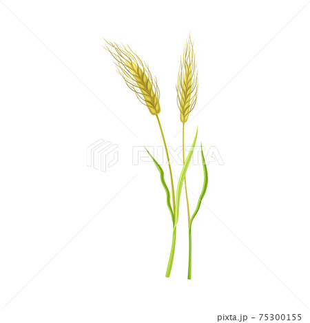 Ear of Wheat or Barley as Grain Crop or Cereal Specie and Cultivated Grass on Stalk with Inflorescences Vector Illustration Ear of Wheat or Barley as Grain Crop or Cereal Specie and Cultivated Grass on Stalk with Inflorescences Vector Illustration 75300155