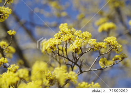 サンシュユの木が黄色い花を咲かせています。 75300269
