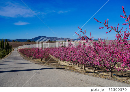 Peach blossom in Cieza, Mirador El Horno in the Murcia region in Spain 75300370