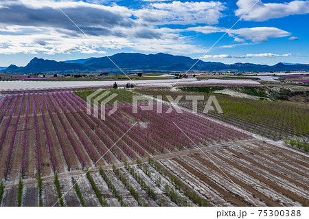 Peach blossom in Ascoy near Cieza in the Murcia region in Spain 75300388