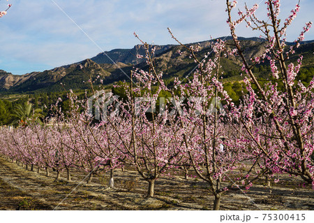 Peach blossom in Cieza La Torre in the Murcia region in Spain 75300415